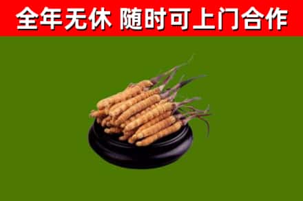舞阳县烟酒回收冬虫夏草.jpg